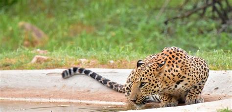 Amagarh Leopard Reserve of Jaipur .